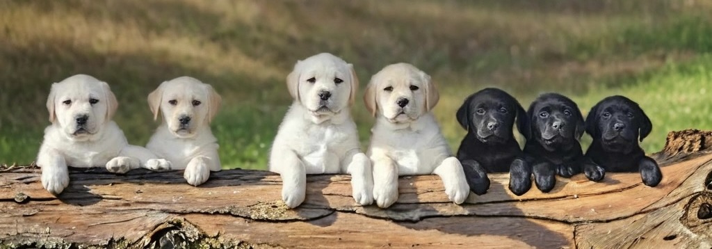 picture of puppies